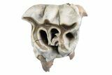 Fossil Woolly Rhino (Coelodonta) Tooth - Siberia #370952-2